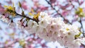 Subject Isolated white background highlights branch of Japanese cherry blossom Royalty Free Stock Photo