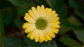 Subject Isolated yellow daisy with vivid green center on white backdrop Royalty Free Stock Photo