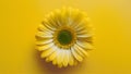 Subject Isolated yellow daisy with vivid green center on white backdrop Royalty Free Stock Photo