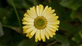 Subject Isolated yellow daisy with vivid green center on white backdrop Royalty Free Stock Photo