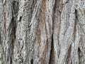 Subject photography. Close-up of the bark of an old tree. Image for background forest. Wood surface imperfections.
