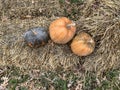 Subject photography of three pumpkins of various shapes and colors. Halloween themed photo Royalty Free Stock Photo