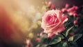 Subject Vintage background with soft bokeh, pink rose flower frame Royalty Free Stock Photo