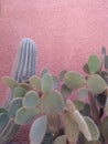 Sublime cactus on pink wall, marrakech Royalty Free Stock Photo