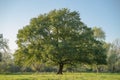 Sublime, even tree in the meadows in the evening hours. Royalty Free Stock Photo