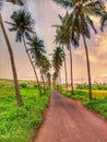 Sublime road with coconut trees and greenfield