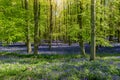 Sublime shot of a forest of beech trees with gorgeous bluebells newly blooming at sunrise in England
