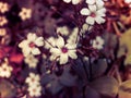 Sublime small white wild flowers