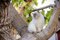 Sublime white and grey Himalayan cat sit on tree watch over. Mos