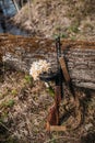 submachine gun PPSH-41 with a bouquet of daffodils Royalty Free Stock Photo
