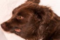 Submandibular edema in a dog with severe renal failure