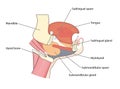 Submandibular gland