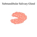 Submandibular salivary gland. The structure of the submandibular salivary gland. Vector illustration on isolated