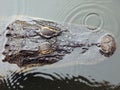 Submerged alligator head