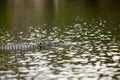 Submerged alligator lurking in river