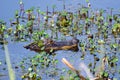 Submerged Alligator , Savannah National Wildlife Refuge