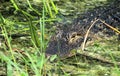 Submerged American alligator