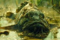 Submerged Ancient Reptilian Creature Statue in Murky Water with Mysterious Ambience