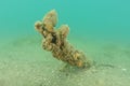 Submerged branch with tunicates and worms