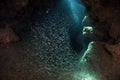 Submerged Cavern and School of Fish in Caribbean Royalty Free Stock Photo