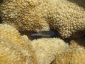 Submerged colony of the white encrusting zoanthid Palythoa caribaeorum from Porto de Galinhas, Pernambuco, Brazil. Royalty Free Stock Photo