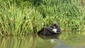 Half submerged fishermens boat in Danube delta Royalty Free Stock Photo