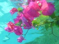 Submerged flowers