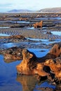 Submerged forest