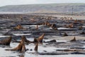 The submerged forest on the beach at Borth in west Wales