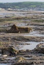 The submerged forest located on the beach in Borth