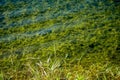 submerged Plants in wetland Royalty Free Stock Photo