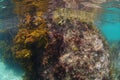 Submerged rock with seaweeds and kelp