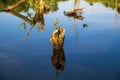 Submerged small tree stump with fresh tree sucker, reflected in blue water