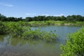 Submerged trees and bushes in flooded lake Royalty Free Stock Photo