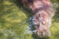 Submerging hippopotamus