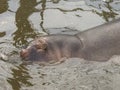 Submerging hippopotamus Royalty Free Stock Photo