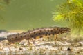 Submersed Common Newt Royalty Free Stock Photo