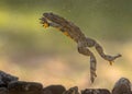 Submersed swimming Yellow bellied toad