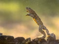 Submersed Yellow bellied toad Royalty Free Stock Photo