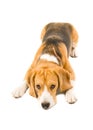 Submissive beagle dog Royalty Free Stock Photo