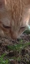 Submissive cat kisses the gtound in from of the littel grass green