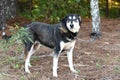 Shepherd and Husky mix dog outside on leash Royalty Free Stock Photo