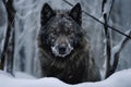 submissive posture of a wolf against a snowy backdrop