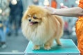 Submissive Spitz in the beauty salon on the grooming table during grooming