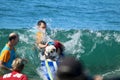 Dog surfing event in Huntington Beach California Royalty Free Stock Photo
