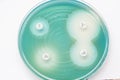 Subsensitivity test on Muler plate(Pseudomonas aeruginosa). Royalty Free Stock Photo