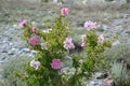 Subshrub beautiful flower in pakistan