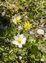 Subshrub - Dryas octopetala L. (Mountain Avens, White Dryad). A flowering plant in the natural environment