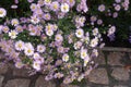 Subshrub of Michaelmas daisies with numerous pink flowers and buds