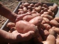 Man loading the barrow. The manual collect process. Harvesting potatoes, tubers in the field. Agrarian work.